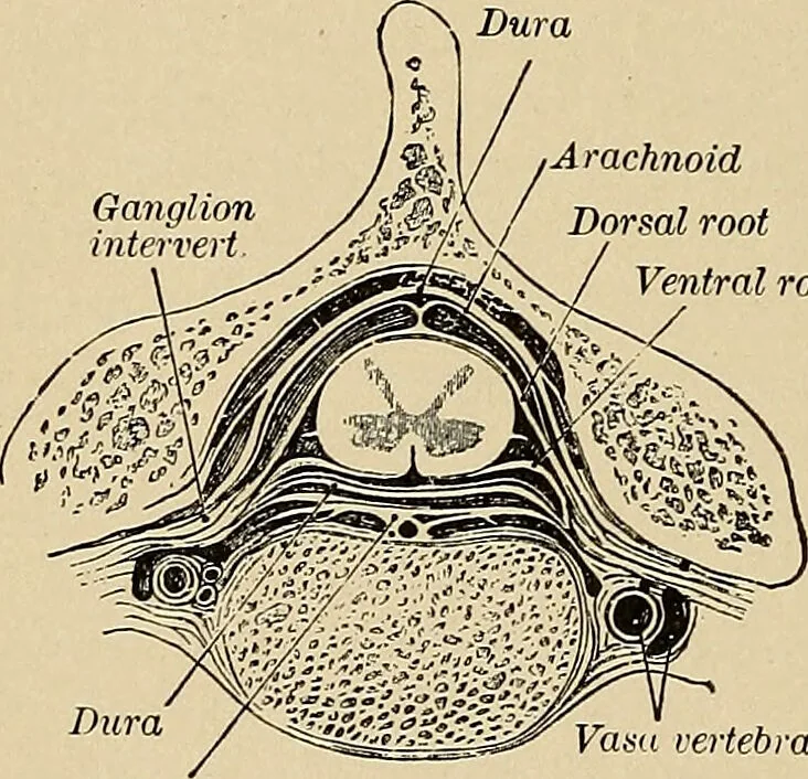 An illustration from Surgical diagnosis / by Edward Martin ... illustrated with 445 engravings and 18 plates in colors and monochrome., 1909, leaf 202
