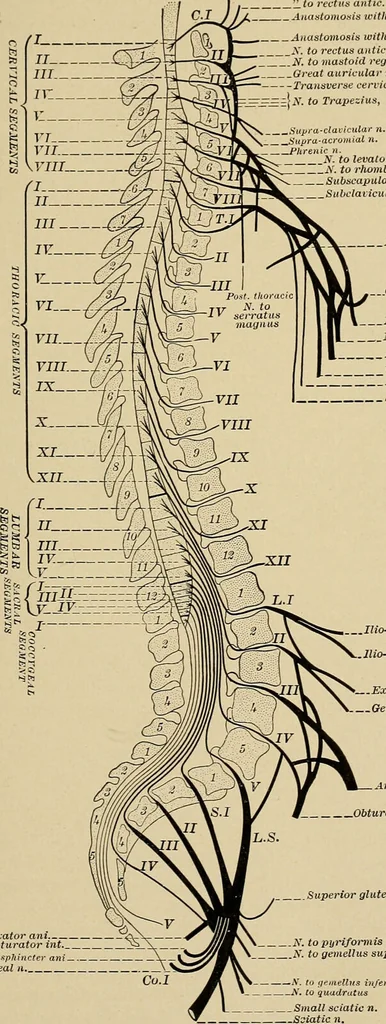 An illustration from Surgical diagnosis / by Edward Martin ... illustrated with 445 engravings and 18 plates in colors and monochrome., 1909, leaf 203