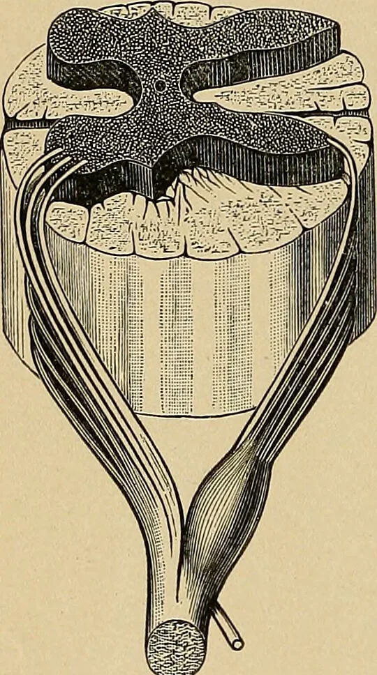 An illustration from Surgical diagnosis / by Edward Martin ... illustrated with 445 engravings and 18 plates in colors and monochrome., 1909, leaf 204