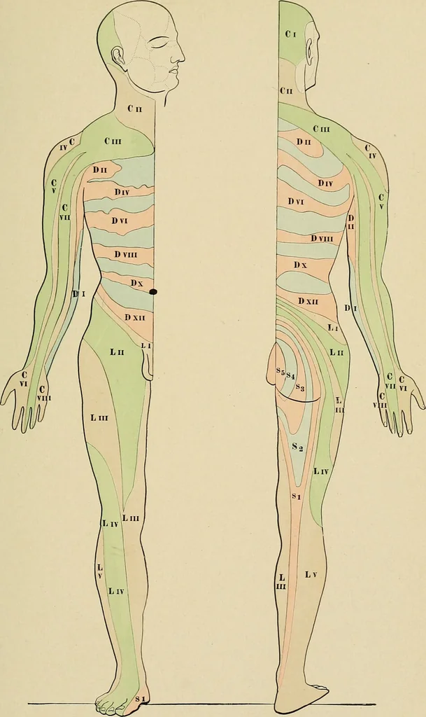 An illustration from Surgical diagnosis / by Edward Martin ... illustrated with 445 engravings and 18 plates in colors and monochrome., 1909, leaf 205