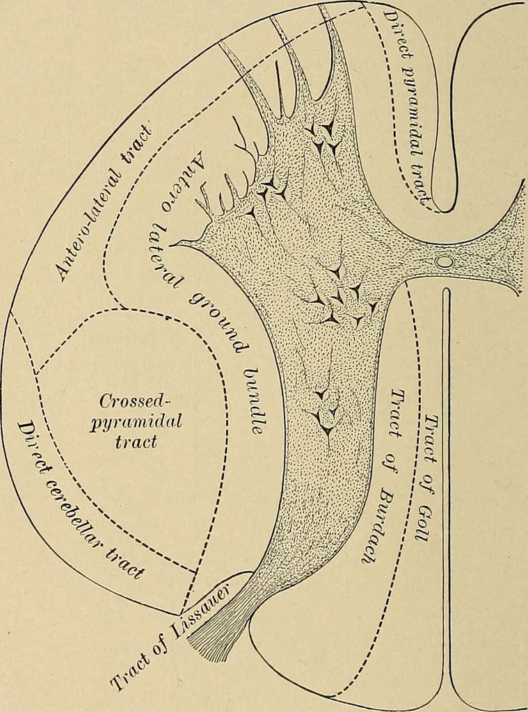 An illustration from Surgical diagnosis / by Edward Martin ... illustrated with 445 engravings and 18 plates in colors and monochrome., 1909, leaf 208