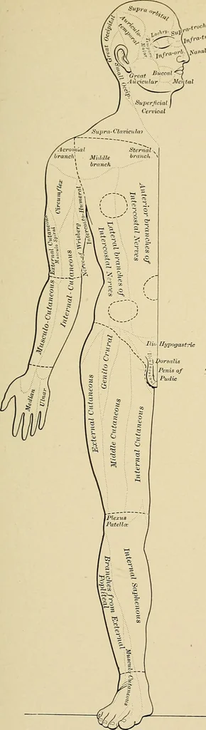An illustration from Surgical diagnosis / by Edward Martin ... illustrated with 445 engravings and 18 plates in colors and monochrome., 1909, leaf 231