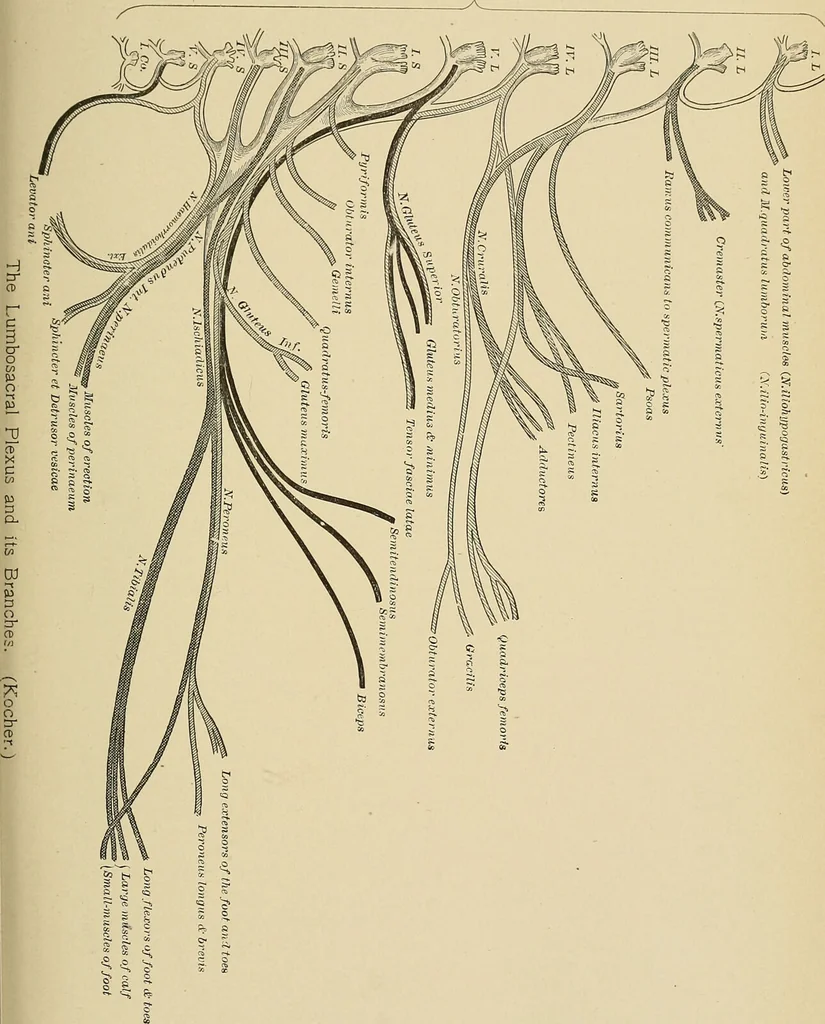 An illustration from Surgical diagnosis / by Edward Martin ... illustrated with 445 engravings and 18 plates in colors and monochrome., 1909, leaf 243