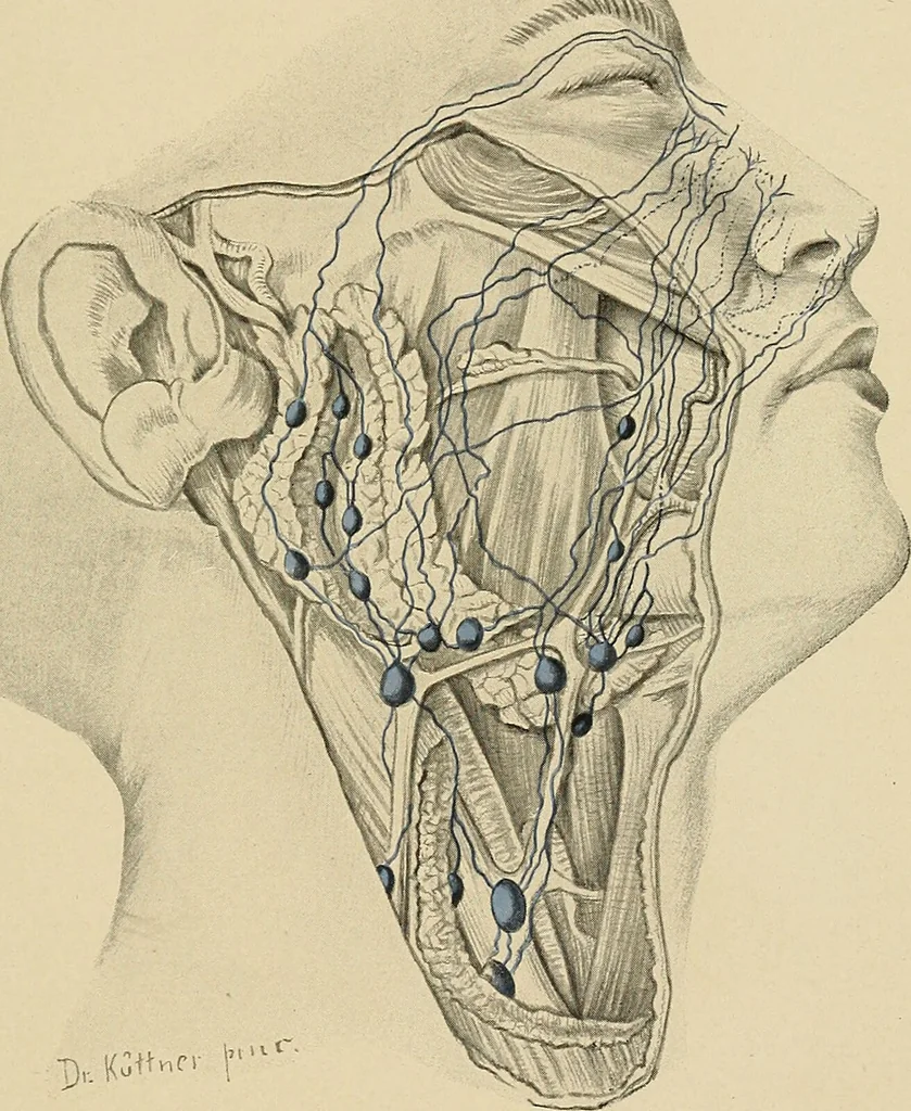 An illustration from Surgical diagnosis / by Edward Martin ... illustrated with 445 engravings and 18 plates in colors and monochrome., 1909, leaf 273