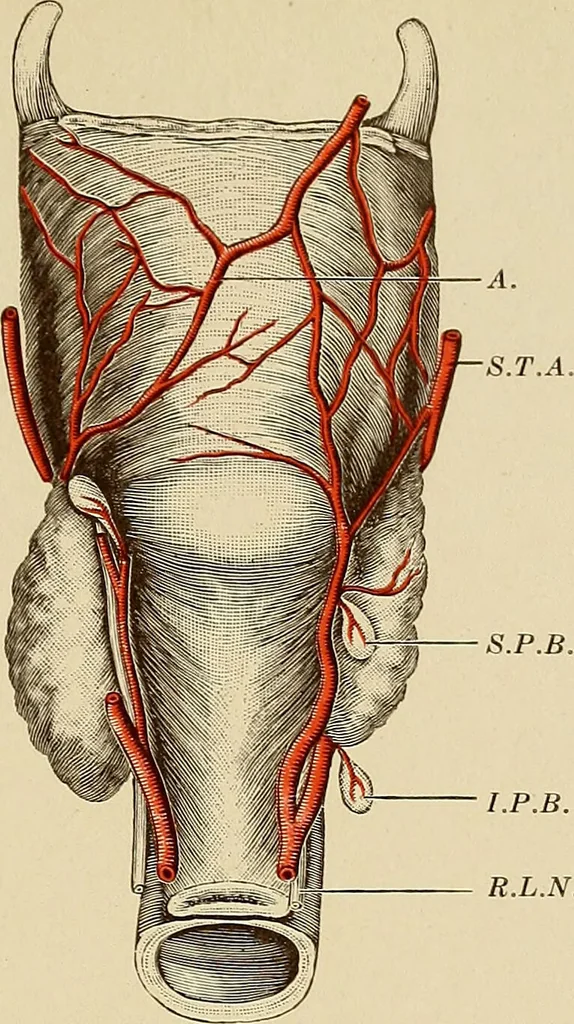 An illustration from Surgical diagnosis / by Edward Martin ... illustrated with 445 engravings and 18 plates in colors and monochrome., 1909, leaf 359
