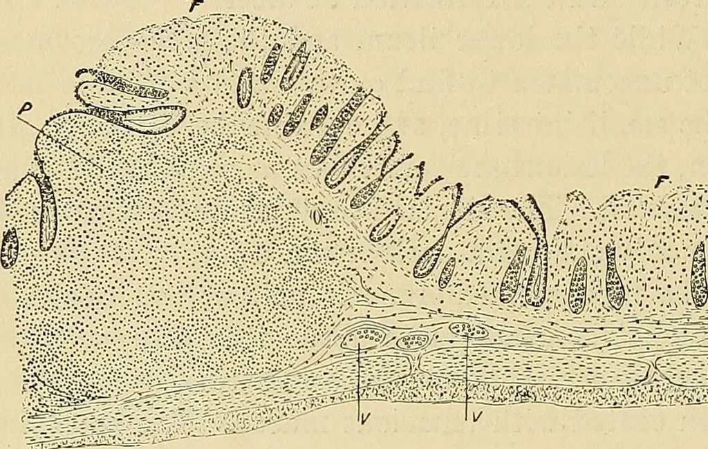 An illustration from The diseases of infancy and childhood : for the use of students and practitioners of medicine / by L. Emmett Holt and John Howland., 1911, leaf 406