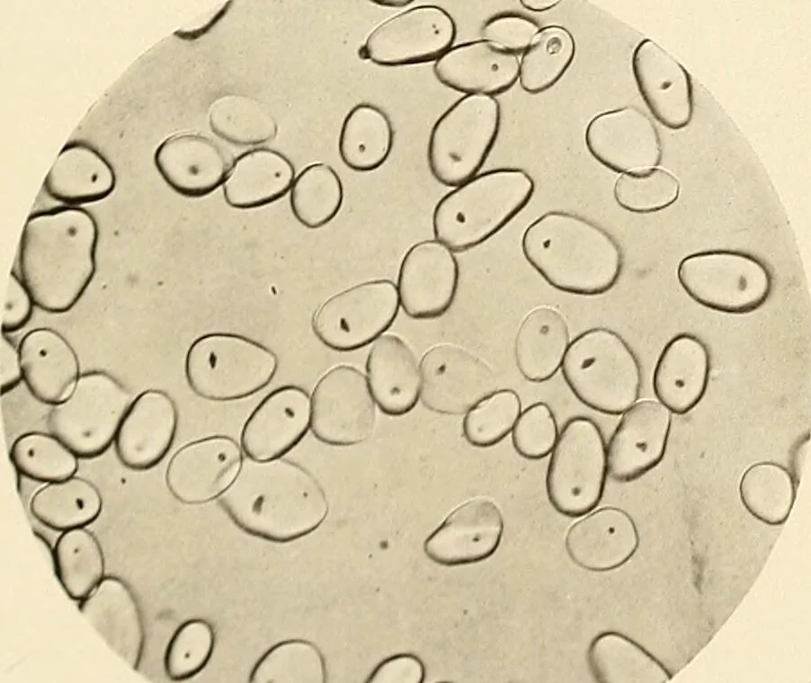 An illustration from A manual of practical hygiene for students, physicians, and health officers / By Charles Harrington., 1914, leaf 229