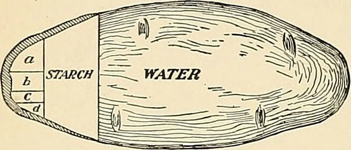 An illustration from A manual of practical hygiene for students, physicians, and health officers / By Charles Harrington., 1914, leaf 240