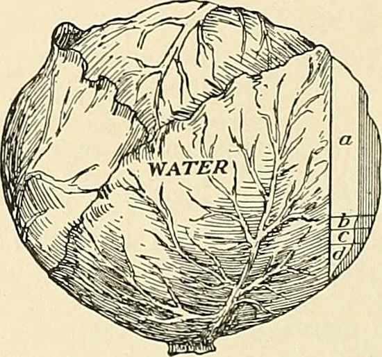 An illustration from A manual of practical hygiene for students, physicians, and health officers / By Charles Harrington., 1914, leaf 242