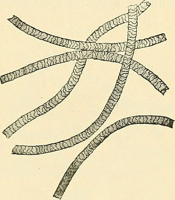An illustration from A manual of practical hygiene for students, physicians, and health officers / By Charles Harrington., 1914, leaf 669