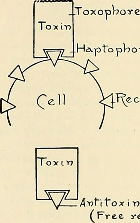 An illustration from A manual of practical hygiene for students, physicians, and health officers / By Charles Harrington., 1914, leaf 834