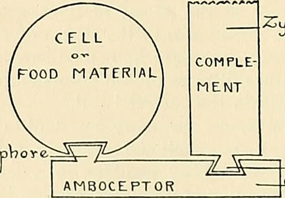 An illustration from A manual of practical hygiene for students, physicians, and health officers / By Charles Harrington., 1914, leaf 848