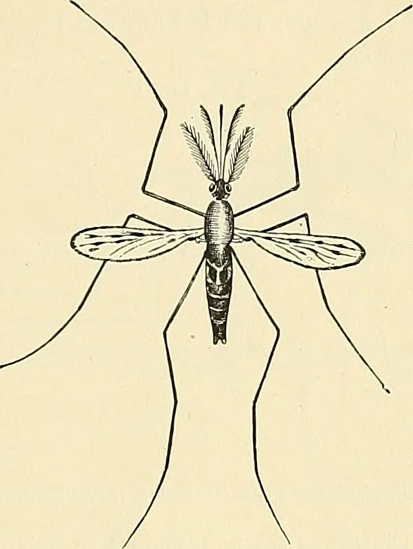 An illustration from A manual of practical hygiene for students, physicians, and health officers / By Charles Harrington., 1914, leaf 873