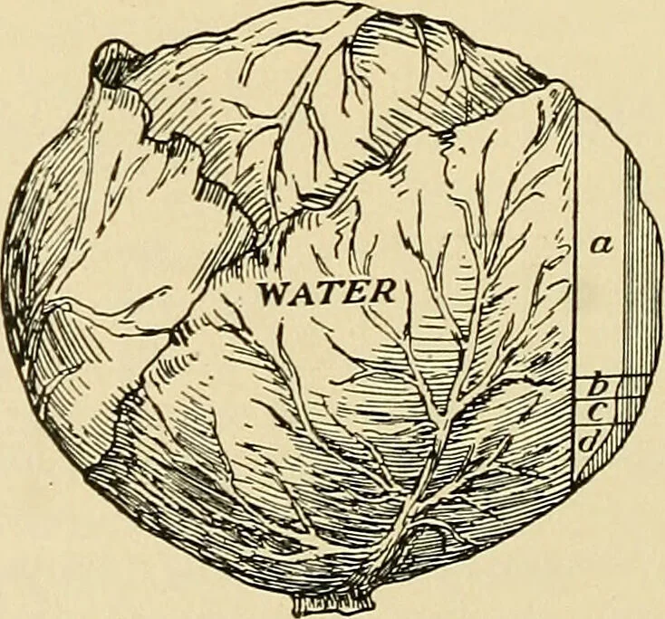 An illustration from A manual of practical hygiene for students, physicians, and medical officers / by Charles Harrington., 1905, leaf 184