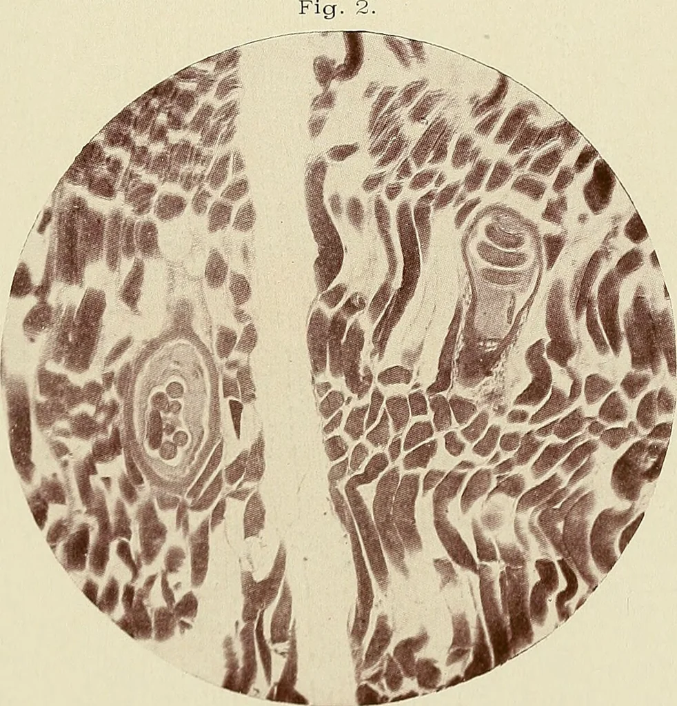 An illustration from A manual of practical hygiene for students, physicians, and medical officers / by Charles Harrington., 1905, leaf 45