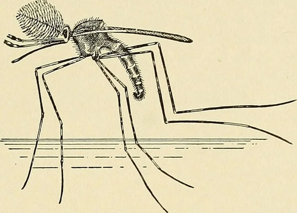An illustration from A manual of practical hygiene for students, physicians, and medical officers / by Charles Harrington., 1905, leaf 669