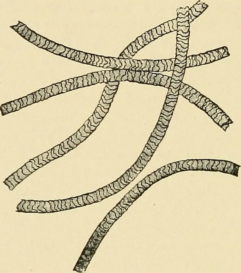 An illustration from A manual of practical hygiene for students, physicians, and medical officers / by Charles Harrington., 1905, leaf 742