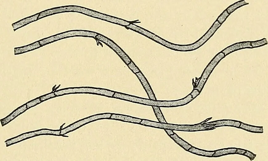 An illustration from A manual of practical hygiene for students, physicians, and medical officers / by Charles Harrington., 1905, leaf 745