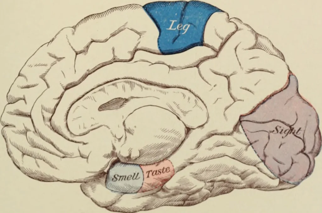 An illustration from Practical diagnosis: the use of symptoms in the diagnosis of disease / By Hobart Amory Hare ... Illustrated with 191 engravings and 13 colored plates., 1896, leaf 115