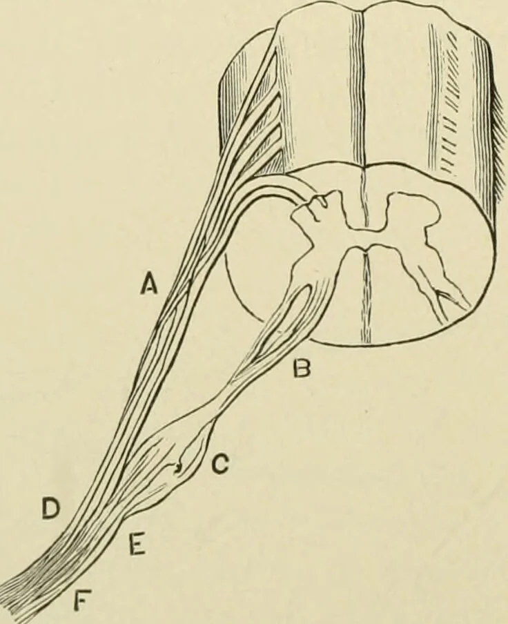 An illustration from Practical diagnosis: the use of symptoms in the diagnosis of disease / By Hobart Amory Hare ... Illustrated with 191 engravings and 13 colored plates., 1896, leaf 230