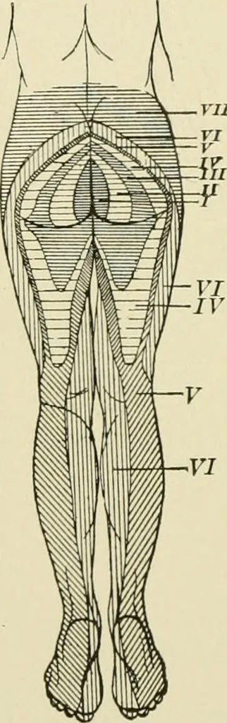 An illustration from Practical diagnosis: the use of symptoms in the diagnosis of disease / By Hobart Amory Hare ... Illustrated with 191 engravings and 13 colored plates., 1896, leaf 244