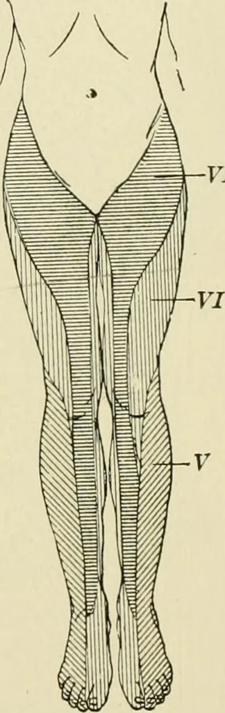 An illustration from Practical diagnosis: the use of symptoms in the diagnosis of disease / By Hobart Amory Hare ... Illustrated with 191 engravings and 13 colored plates., 1896, leaf 244