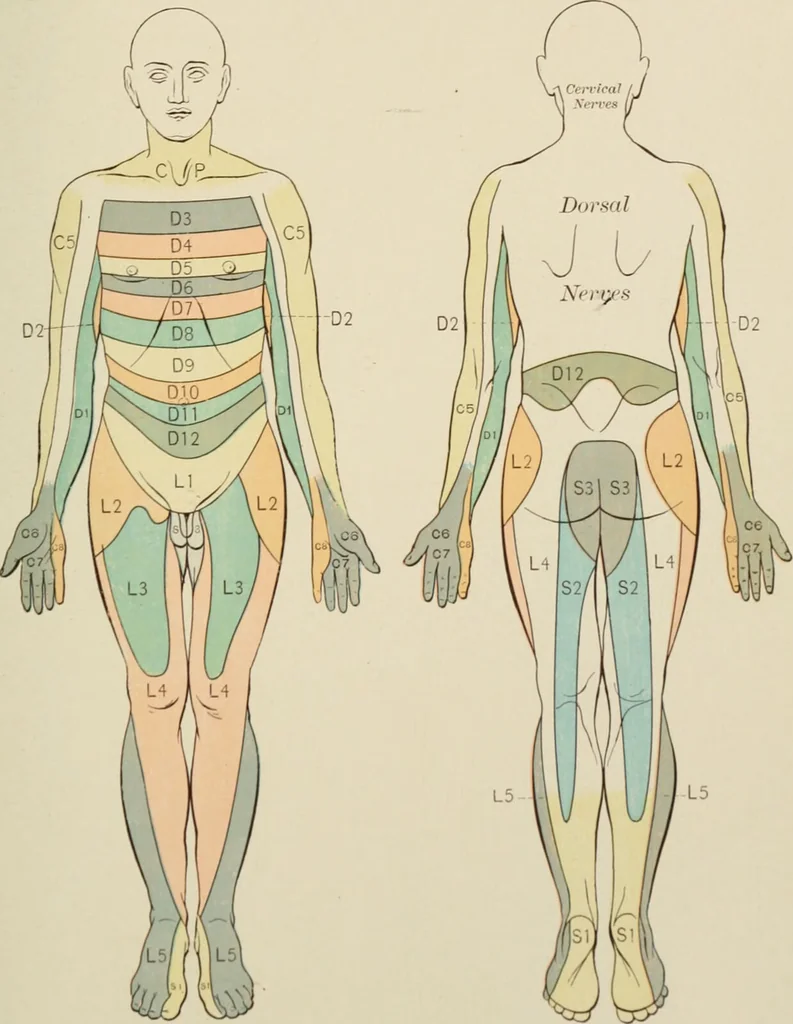 An illustration from Practical diagnosis: the use of symptoms in the diagnosis of disease / By Hobart Amory Hare ... Illustrated with 191 engravings and 13 colored plates., 1896, leaf 247