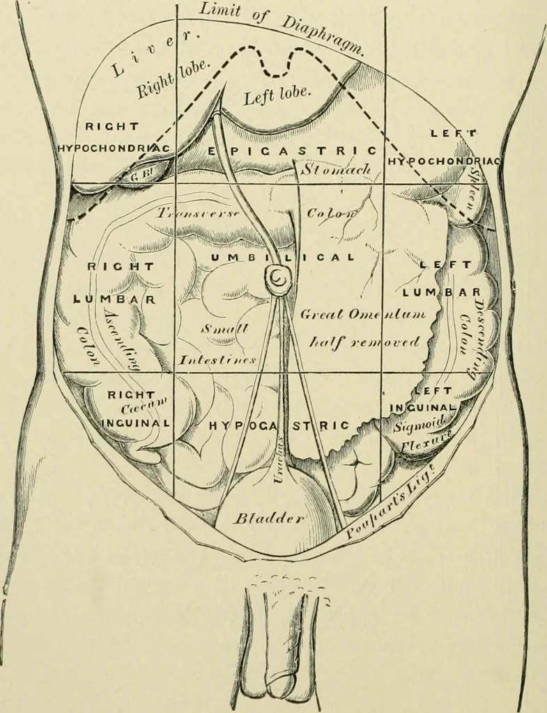 An illustration from Practical diagnosis: the use of symptoms in the diagnosis of disease / By Hobart Amory Hare ... Illustrated with 191 engravings and 13 colored plates., 1896, leaf 318