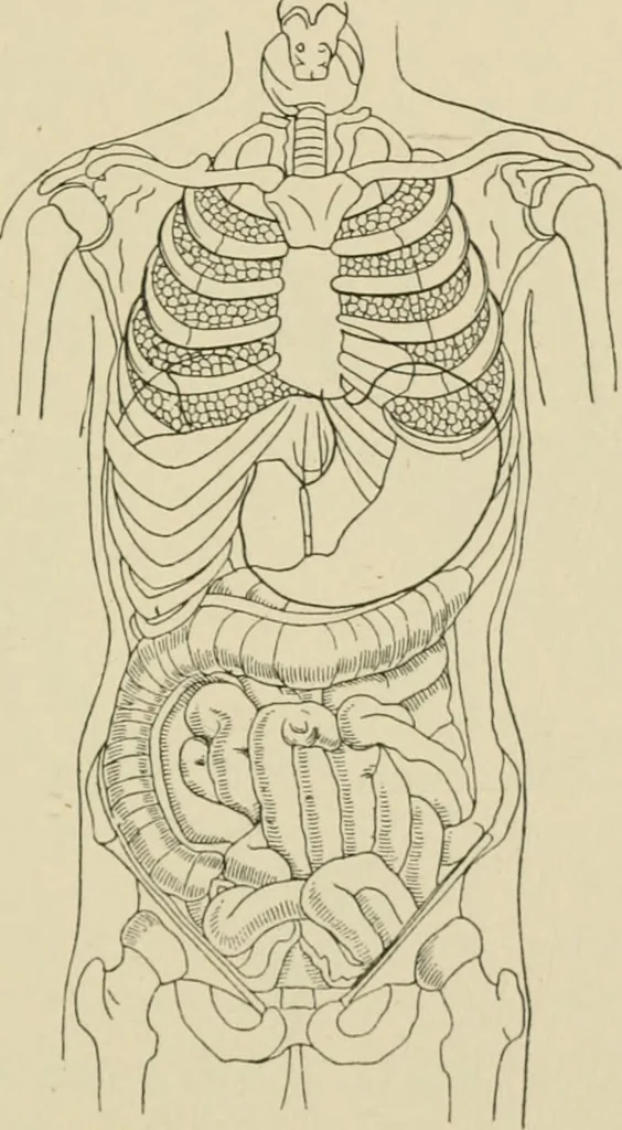 An illustration from Practical diagnosis: the use of symptoms in the diagnosis of disease / By Hobart Amory Hare ... Illustrated with 191 engravings and 13 colored plates., 1896, leaf 329