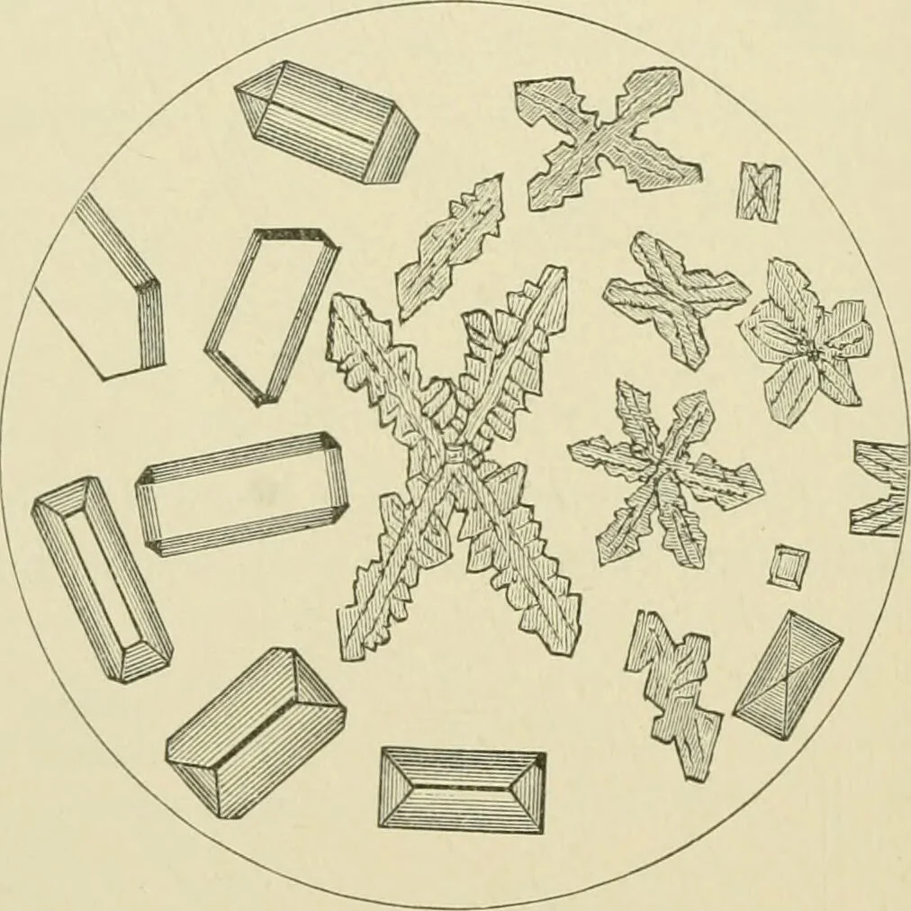An illustration from Practical diagnosis: the use of symptoms in the diagnosis of disease / By Hobart Amory Hare ... Illustrated with 191 engravings and 13 colored plates., 1896, leaf 400
