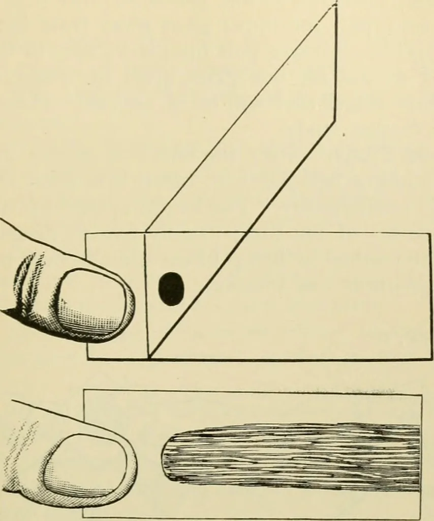 An illustration from A manual of experimental physiology for students of medicine / By Winfield S. Hall ... With 89 illustrations and a colored plate., 1904, leaf 151