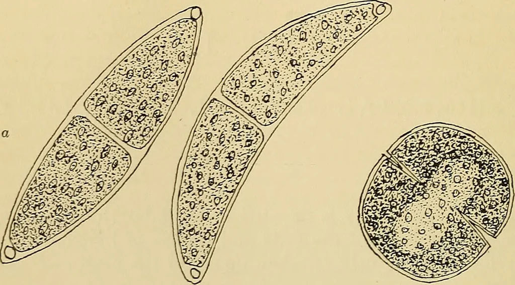 An illustration from A manual of experimental physiology for students of medicine / By Winfield S. Hall ... With 89 illustrations and a colored plate., 1904, leaf 22