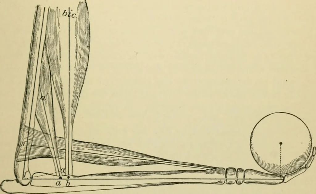 An illustration from A manual of experimental physiology for students of medicine / By Winfield S. Hall ... With 89 illustrations and a colored plate., 1904, leaf 227