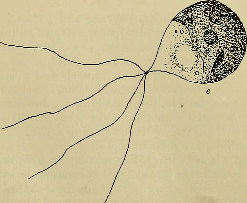 An illustration from A manual of experimental physiology for students of medicine / By Winfield S. Hall ... With 89 illustrations and a colored plate., 1904, leaf 24