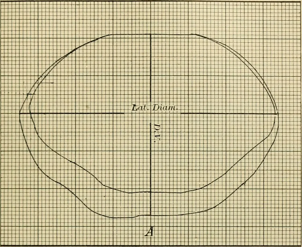 An illustration from A manual of experimental physiology for students of medicine / By Winfield S. Hall ... With 89 illustrations and a colored plate., 1904, leaf 243