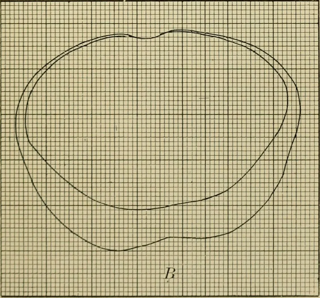 An illustration from A manual of experimental physiology for students of medicine / By Winfield S. Hall ... With 89 illustrations and a colored plate., 1904, leaf 243