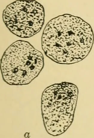 An illustration from A manual of experimental physiology for students of medicine / By Winfield S. Hall ... With 89 illustrations and a colored plate., 1904, leaf 27