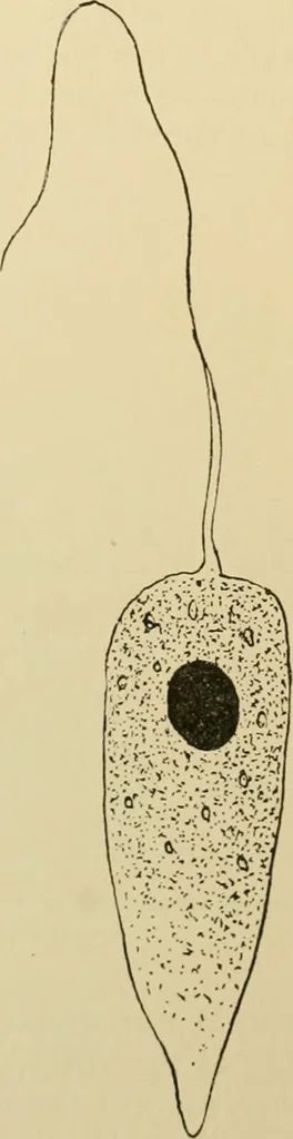 An illustration from A manual of experimental physiology for students of medicine / By Winfield S. Hall ... With 89 illustrations and a colored plate., 1904, leaf 29