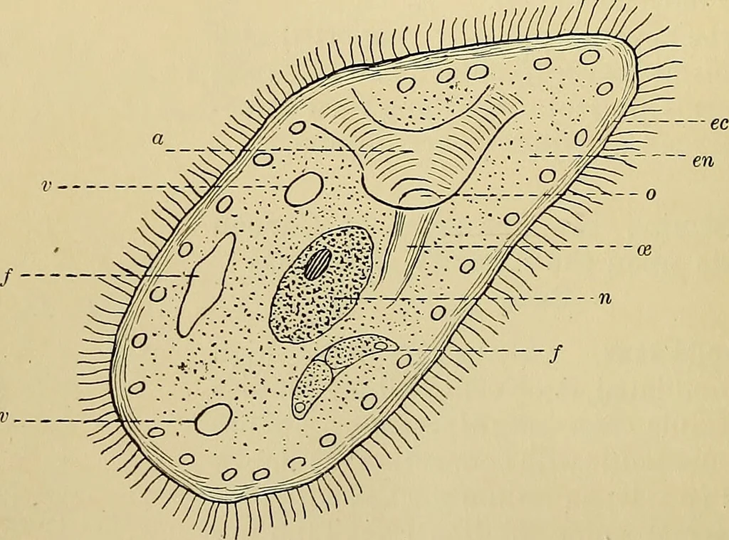 An illustration from A manual of experimental physiology for students of medicine / By Winfield S. Hall ... With 89 illustrations and a colored plate., 1904, leaf 30