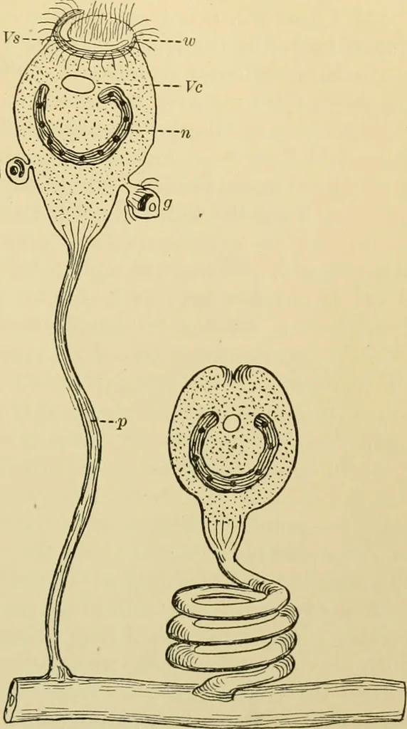 An illustration from A manual of experimental physiology for students of medicine / By Winfield S. Hall ... With 89 illustrations and a colored plate., 1904, leaf 31