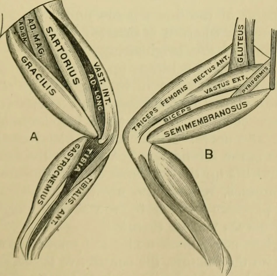 An illustration from A manual of experimental physiology for students of medicine / By Winfield S. Hall ... With 89 illustrations and a colored plate., 1904, leaf 47