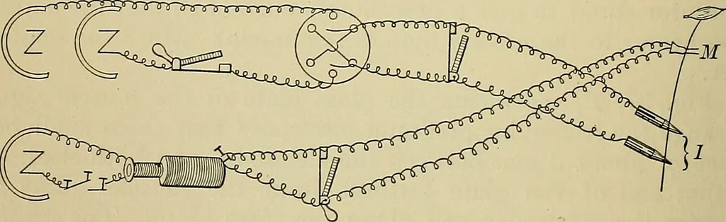 An illustration from A manual of experimental physiology for students of medicine / By Winfield S. Hall ... With 89 illustrations and a colored plate., 1904, leaf 62