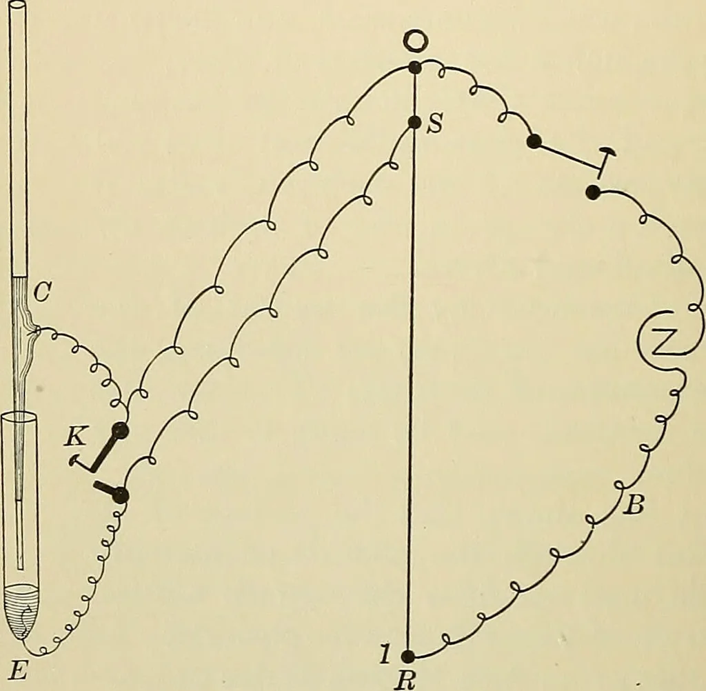 An illustration from A manual of experimental physiology for students of medicine / By Winfield S. Hall ... With 89 illustrations and a colored plate., 1904, leaf 68