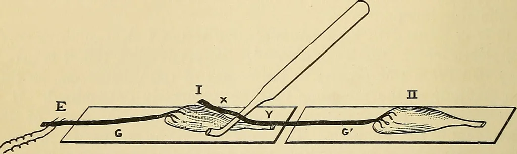 An illustration from A manual of experimental physiology for students of medicine / By Winfield S. Hall ... With 89 illustrations and a colored plate., 1904, leaf 70