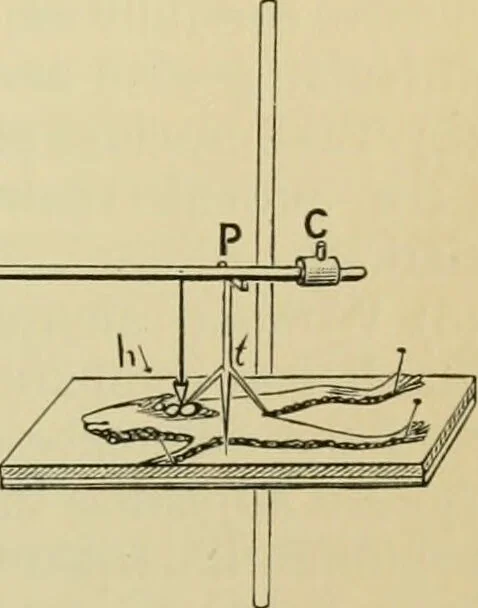 An illustration from A manual of experimental physiology for students of medicine / By Winfield S. Hall ... With 89 illustrations and a colored plate., 1904, leaf 75