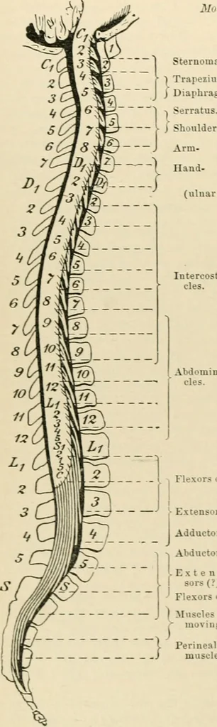 An illustration from Atlas and epitome of diseases caused by accidents / by Dr. Ed. Golebiewski ... authorized translation from the German, with editorial notes and additions by Pearce Bailey ... 40 colored plates, and 143 illustrations in black., 1900, leaf 142