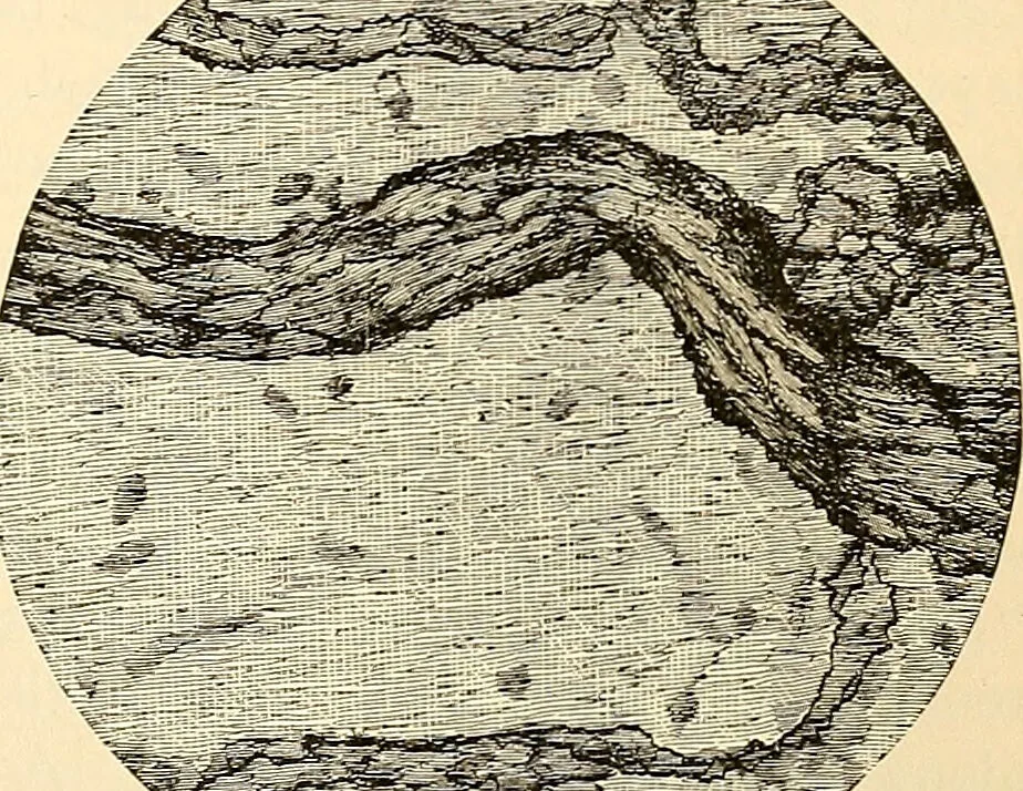 An illustration from Handbook of physiology : for students and practitioners of medicine / by Austin Flint ... with two hundred and forty-seven illustrations in the text--including four in colors--and an atlas of sixteen color-plates, including forty-eight original figures taken from actual stained microscopical preparation., 1905, leaf 101