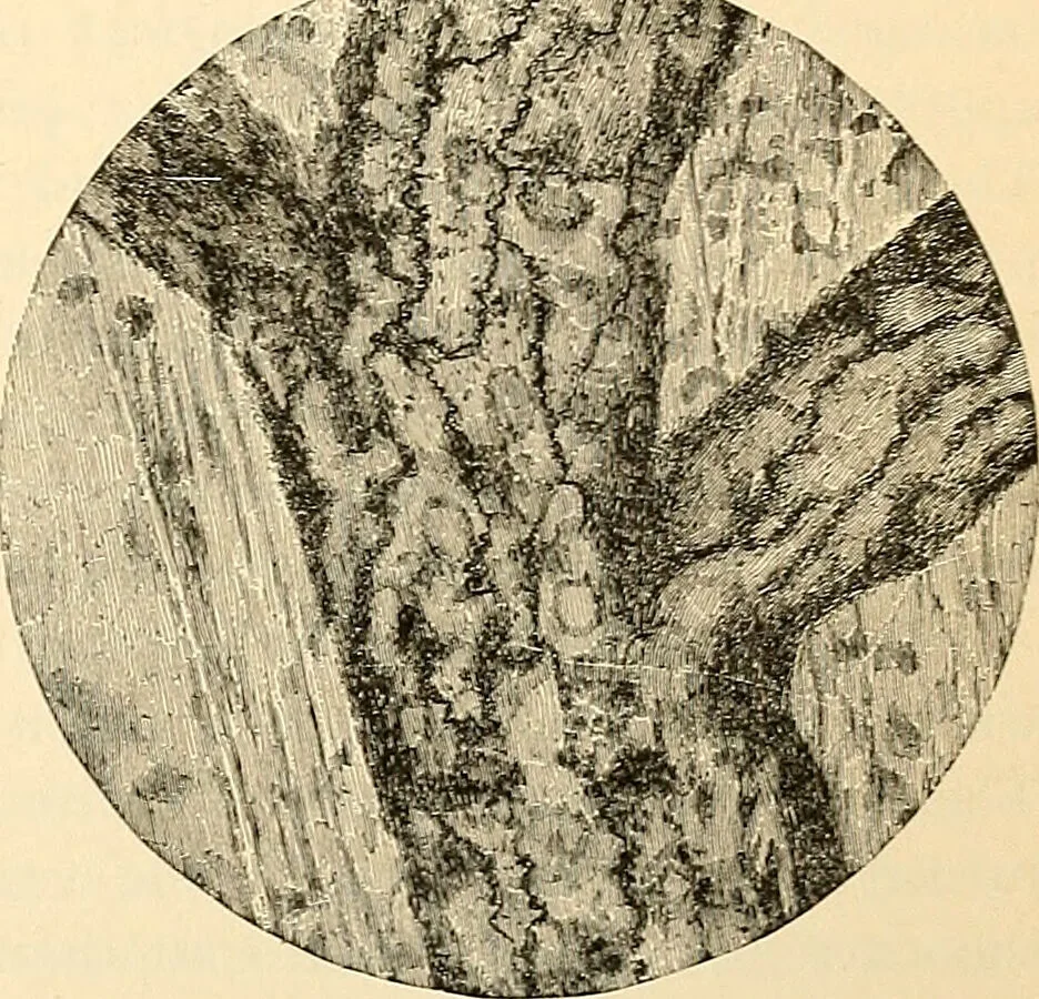An illustration from Handbook of physiology : for students and practitioners of medicine / by Austin Flint ... with two hundred and forty-seven illustrations in the text--including four in colors--and an atlas of sixteen color-plates, including forty-eight original figures taken from actual stained microscopical preparation., 1905, leaf 105