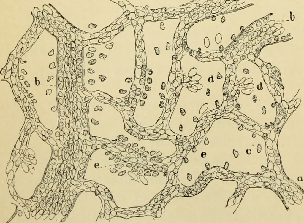 An illustration from Handbook of physiology : for students and practitioners of medicine / by Austin Flint ... with two hundred and forty-seven illustrations in the text--including four in colors--and an atlas of sixteen color-plates, including forty-eight original figures taken from actual stained microscopical preparation., 1905, leaf 120