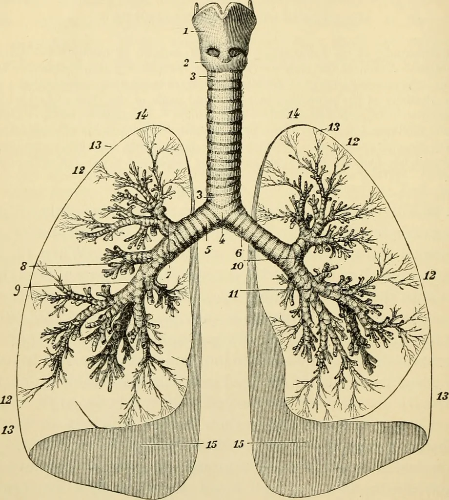 An illustration from Handbook of physiology : for students and practitioners of medicine / by Austin Flint ... with two hundred and forty-seven illustrations in the text--including four in colors--and an atlas of sixteen color-plates, including forty-eight original figures taken from actual stained microscopical preparation., 1905, leaf 126